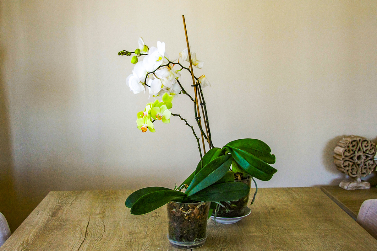 Orkide Nerede Yetiştirilir