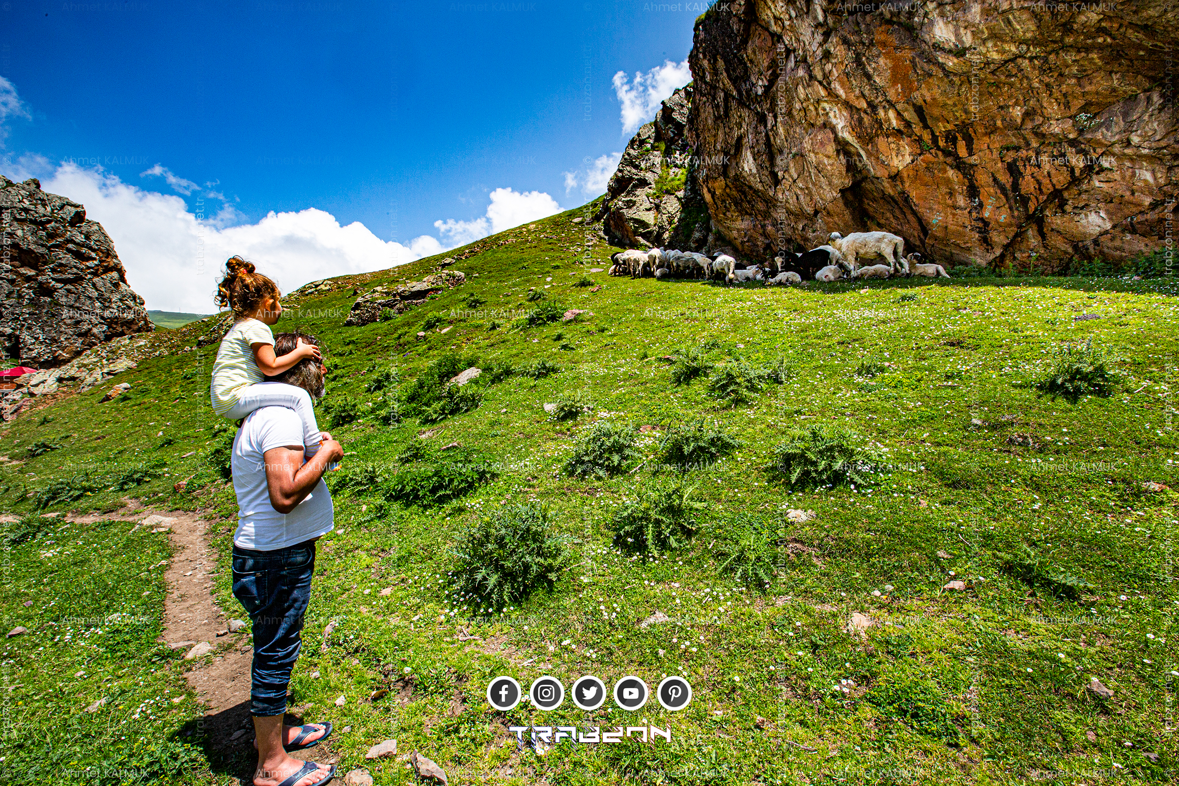 Taşköprü Yaylası Kuzular