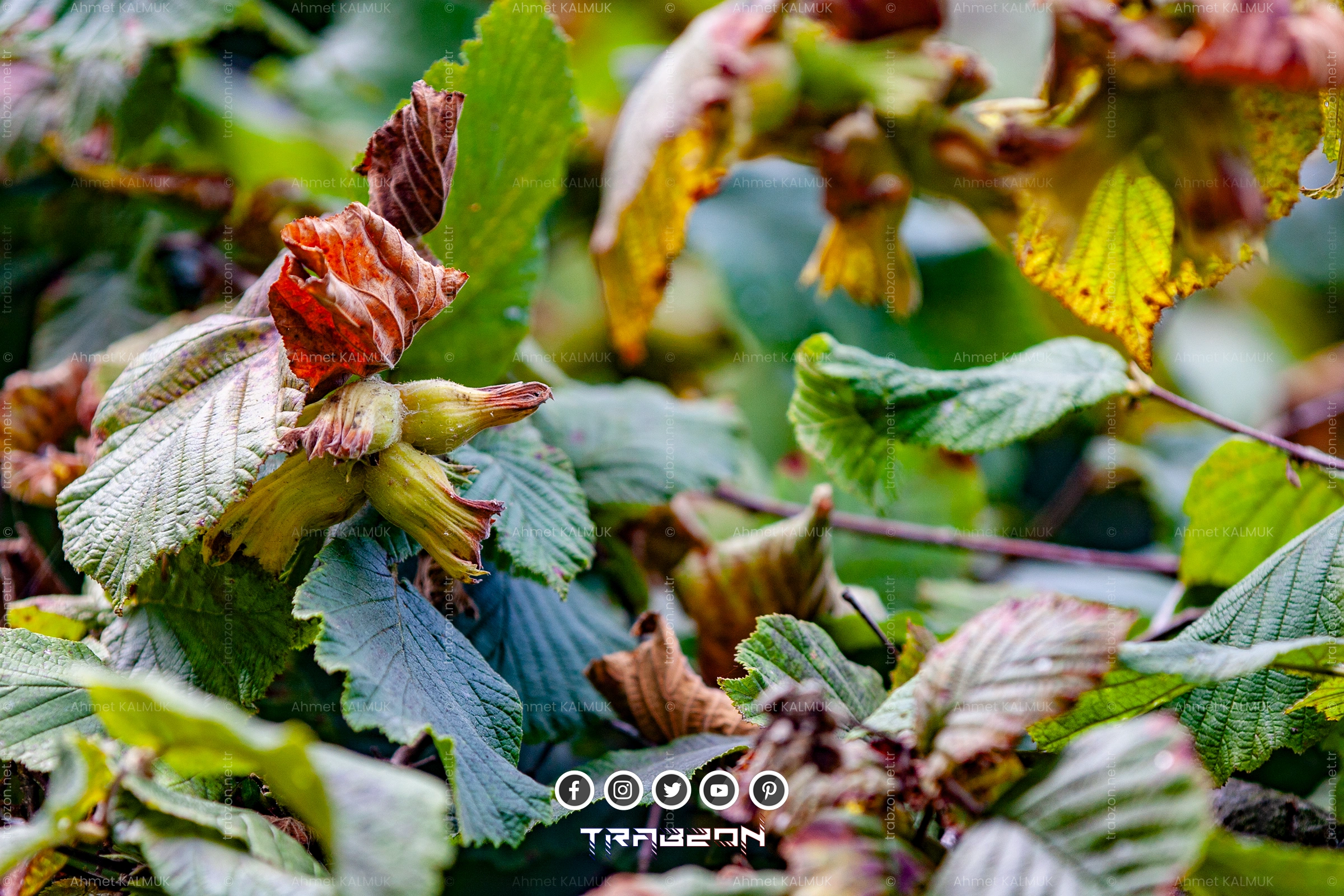 Dalında Fındık Koçanı