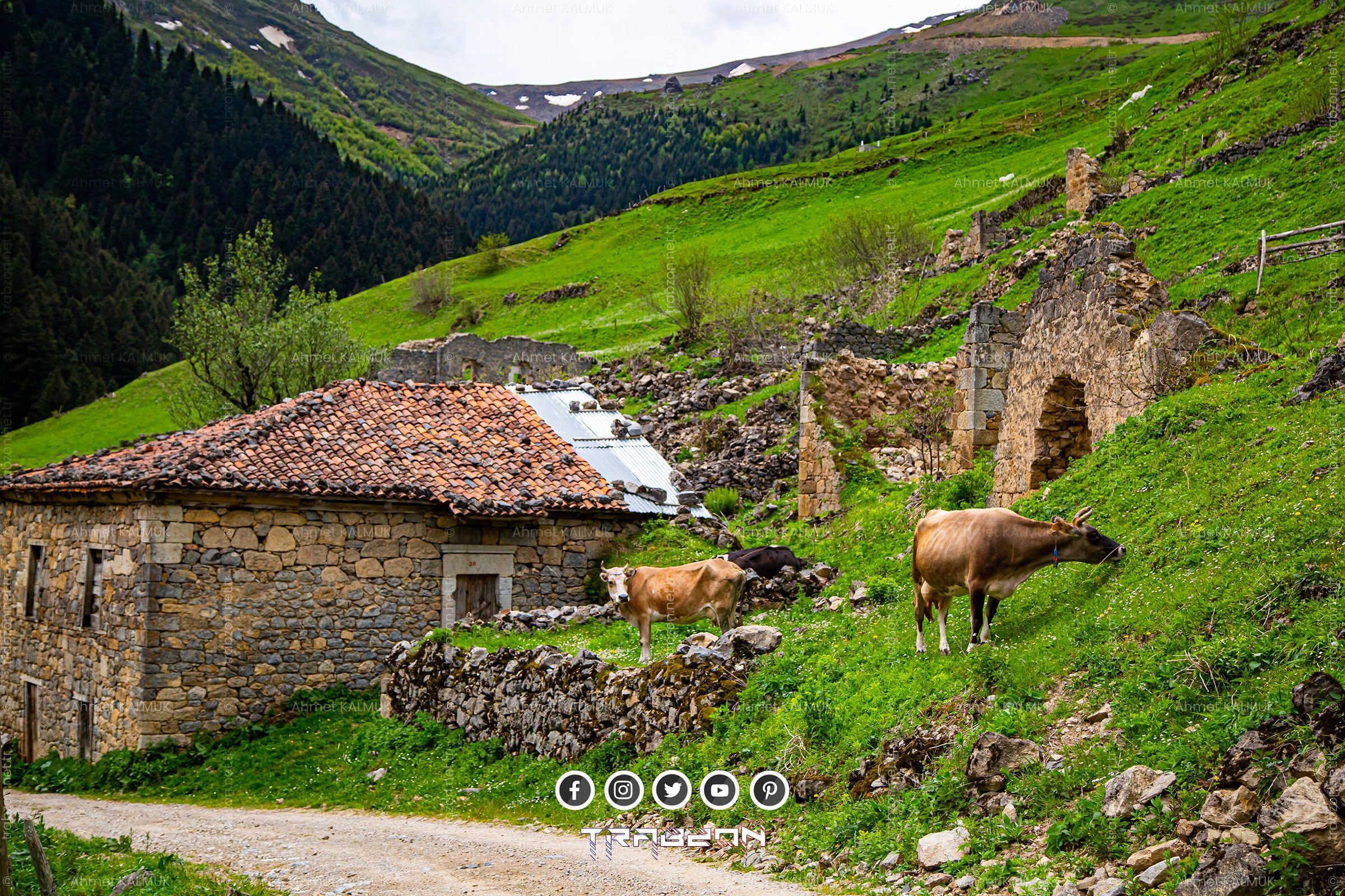Santa Harabeleri - Yaylada Hayvancılık