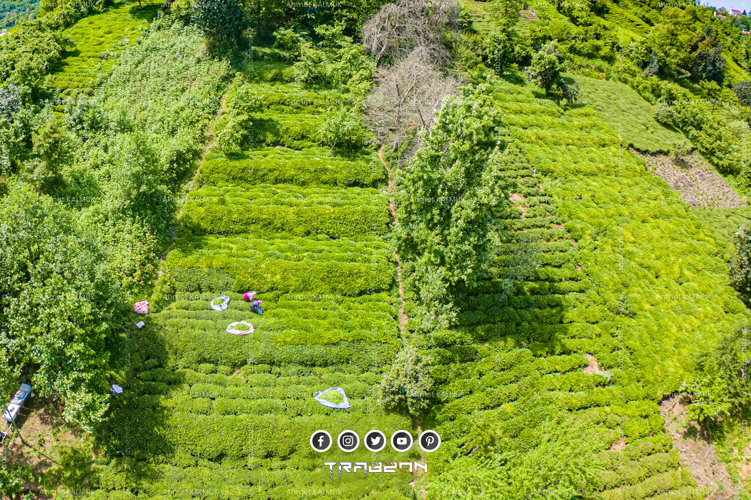 Sürmene Çay Hasadı