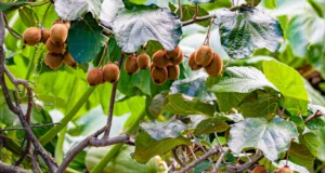 Trabzon Kivi Yetiştiriciliği