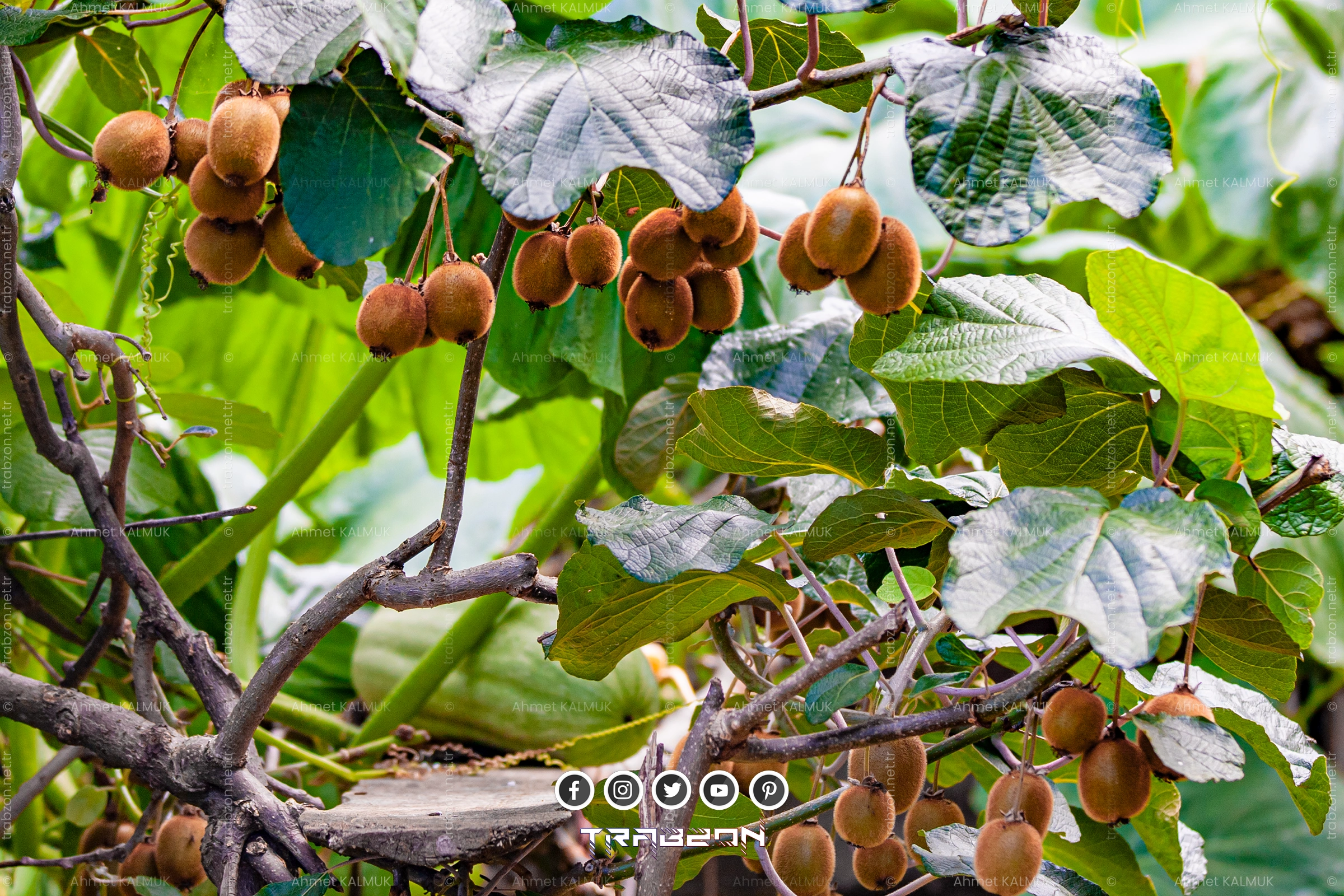 Trabzon Kivi Yetiştiriciliği